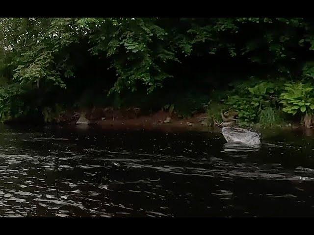 Salmon fishing on the River Ericht