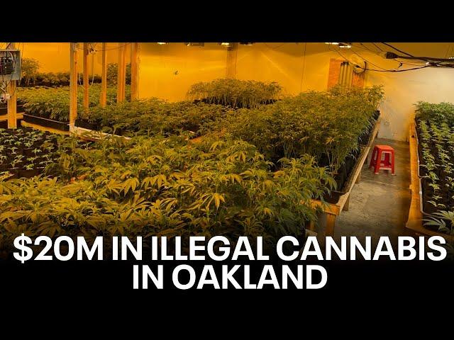 CHP finds massive illegal cannabis operation in Oakland | KTVU