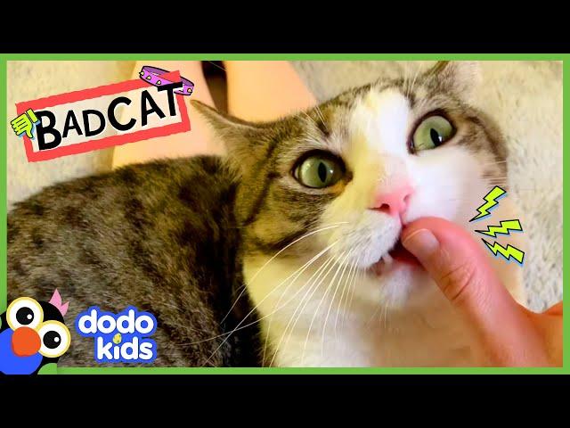 This VERY Bad Cat Is About To Get A BIG Surprise... | Dodo Kids | Bad Boys And Girls