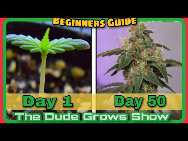 2023 Growing From Cannabis Seedling to Harvest  - The Dude Grows Show 1,462