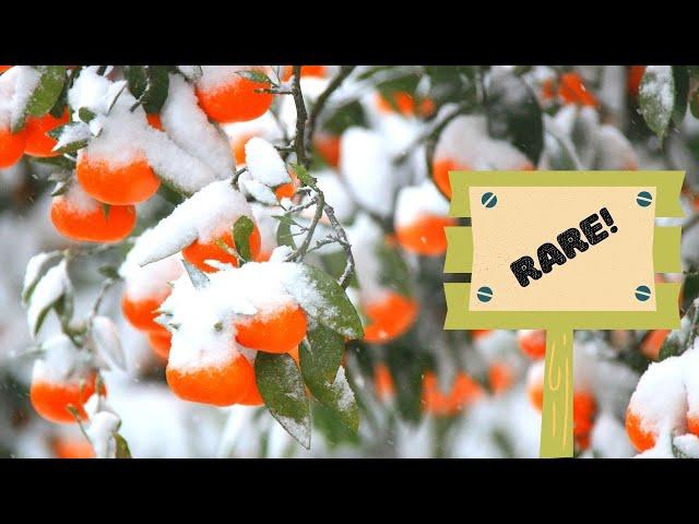 7 Rare Cold Hardy Citrus You Need To Grow!! | Cold Hardy Fruit Trees To Wow!!!