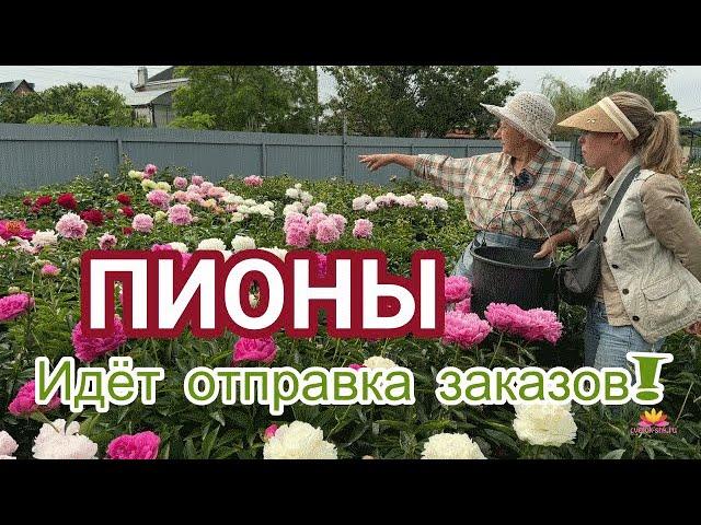 Отправка пионов осенью / Сад Ворошиловой