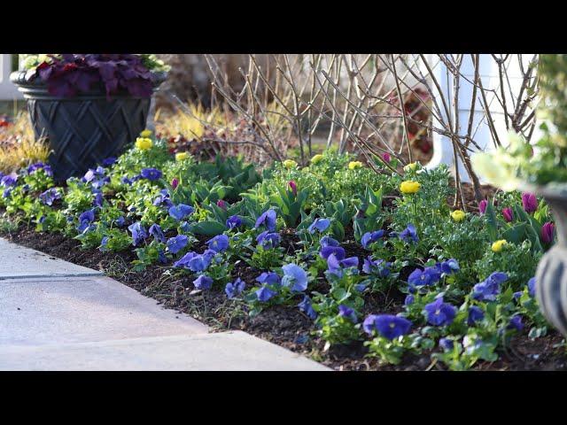 I Went Kind of Crazy With Pansies! ‍️// Garden Answer