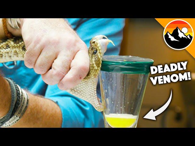 Deadliest Job in America - Snake Milker!