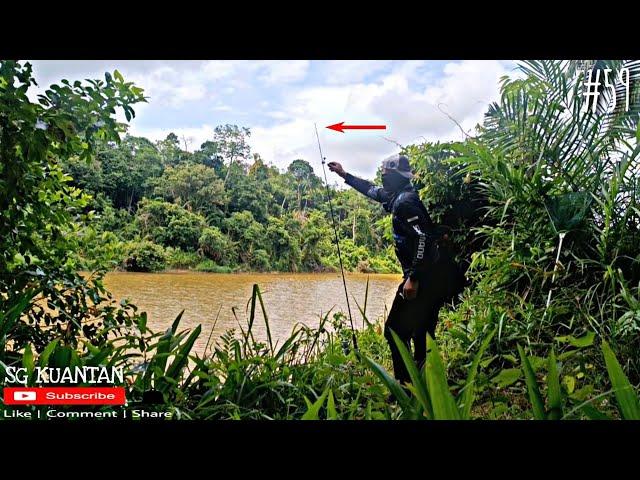 Joran Hampir Terjun Ke Sungai | Sepit Biru Dah Mula Makan Umpan (Part 59) #joranpatah #sgkuantan