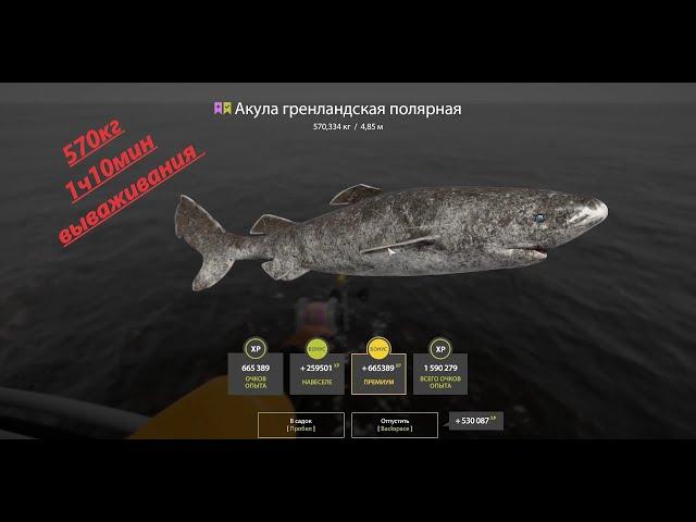 РР4 /норвежское море / Акула гренландская 570кг