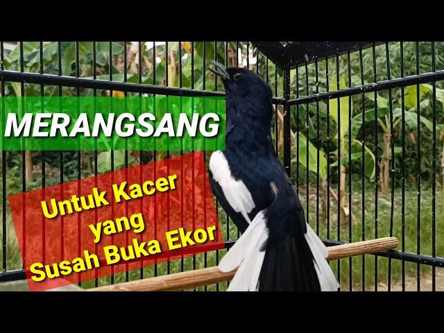 Pancingan KACER GACOR BUKA EKOR untuk Kacer yang Susah Buka Ekor