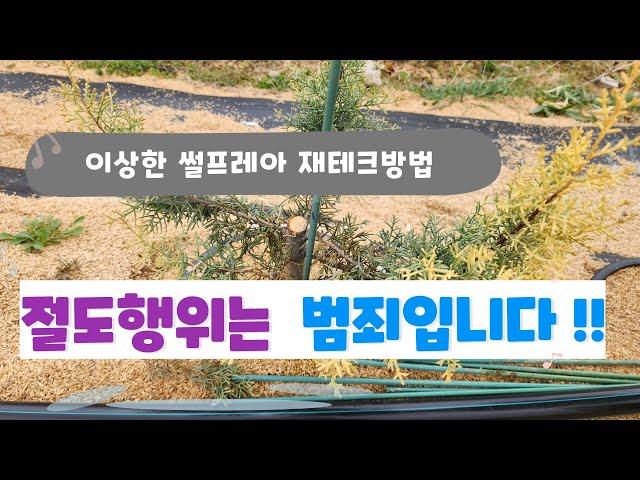 비양심적인 나무꾼 - 썰프레아 절도는 범죄입니다