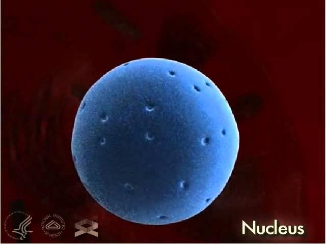 Nucleolus 3-D