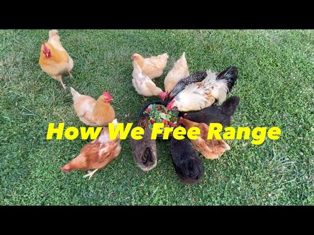 How We Free Range Our Chickens