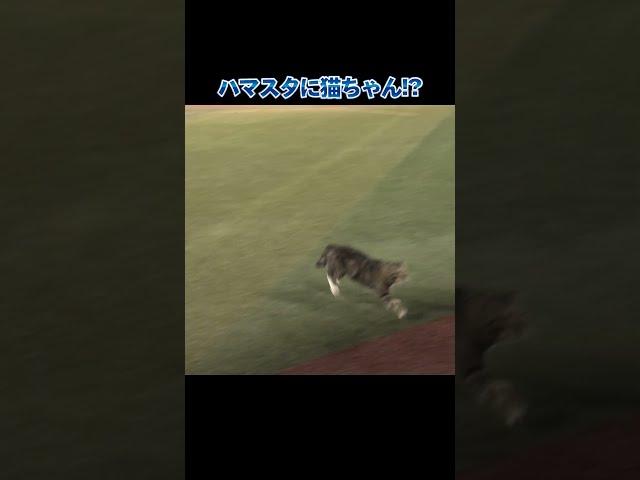 ハマスタを駆け回る猫ちゃん！！