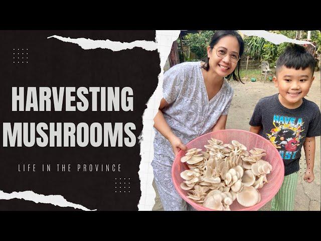 LET’S GO HARVEST SOME MUSHROOMS | LIFE IN THE PROVINCE | HALE RINA CAPTURES