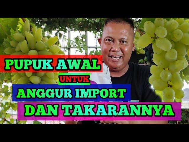 PUPUK AWAL UNTUK POHON ANGGUR IMPOR DAN TAKARANNYA #tipsandtricks #kaij