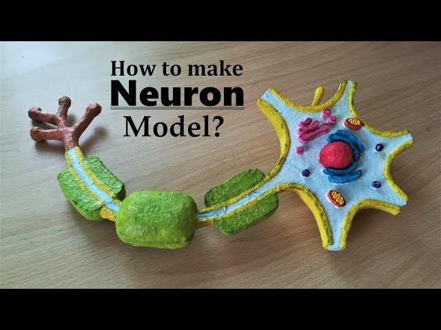 How to make Neuron 3d Model using Thermocol