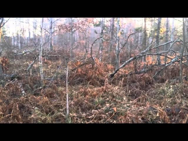 Opening Day Deer Hunting 2015