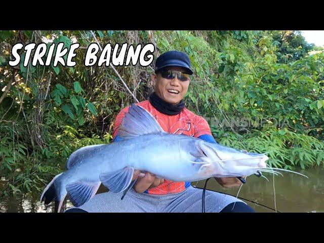 Berburu Ikan Predator Sungai Nyabau Dengan Teknik Dasaran | MANCING MANIA STRIKE BACK (20/10/24) P1