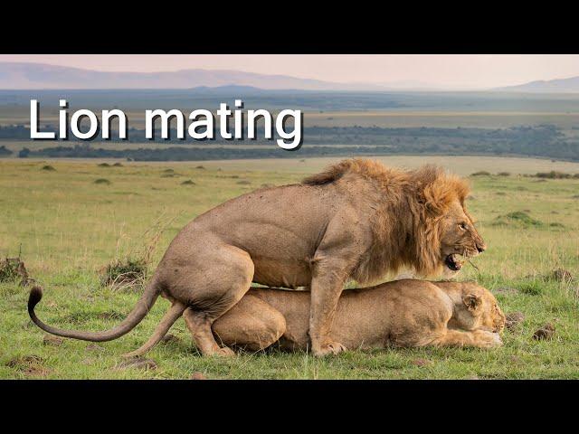 Lion mating. Masai Mara, Kenya.