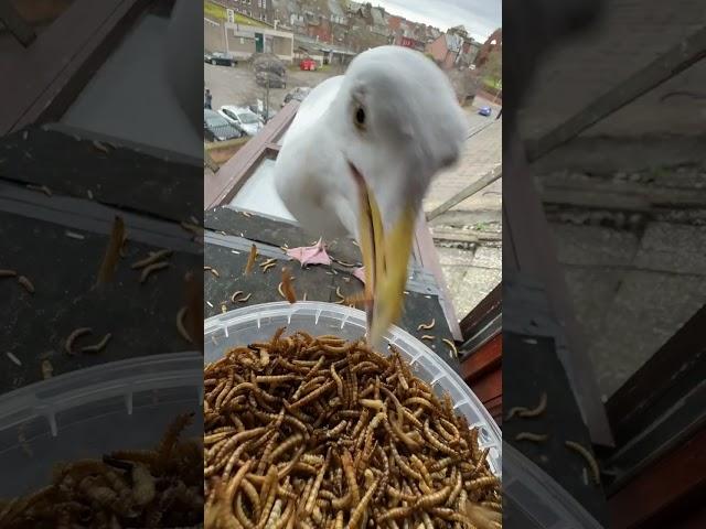 Steven Goes To Town On Fresh New Box Of Wormies!!