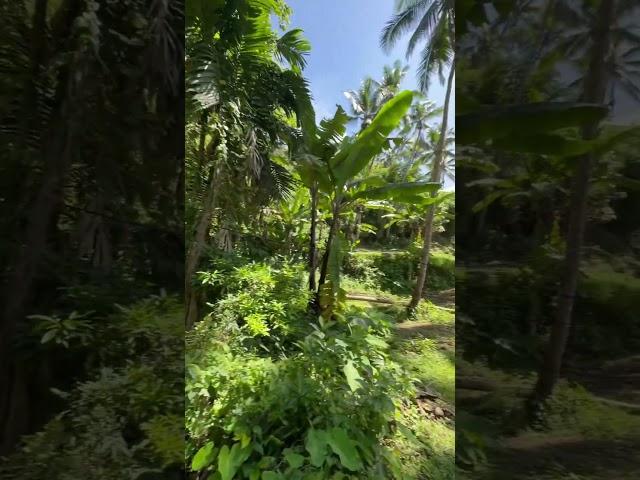 Hike for a Cause ️ #dayhike #foracause #backtoschool #carcarcebu #coconut #hiking #cardio #walk