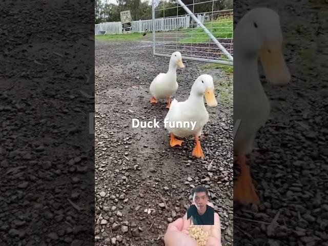 Duck funny #duck #quack #animals #cute #duckquack