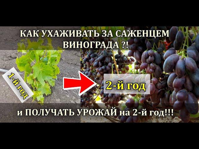 КАК УХАЖИВАТЬ ЗА САЖЕНЦЕМ ВИНОГРАДА И ПОЛУЧАТЬ УРОЖАЙ УЖЕ НА ВТОРОЙ ГОД?!