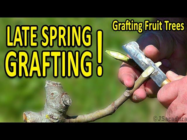 LATE SPRING GRAFTING | Grafting Fruit Trees