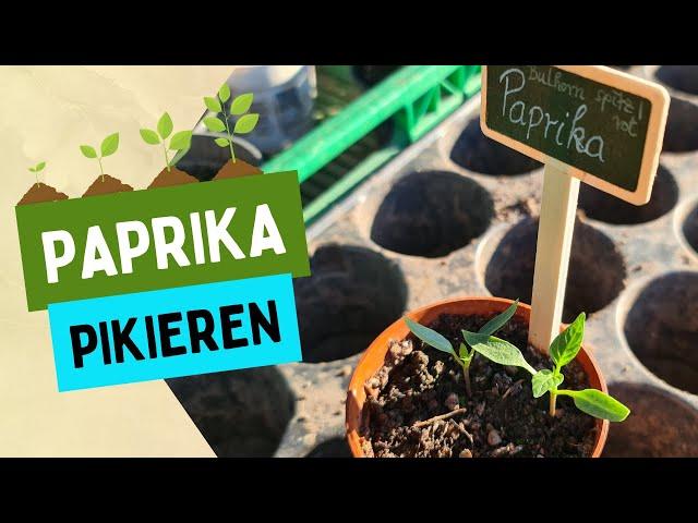 Erfolgreich Paprika anbauen: Pikieren der Jungpflanzen