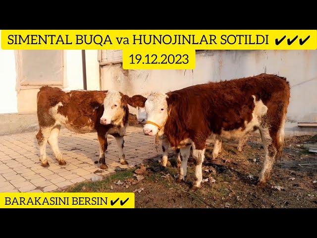 SIMENTAL BUQA + HUNOJINLAR 7 DONA BARAKA BO'LDI @Hikmatillo_uz