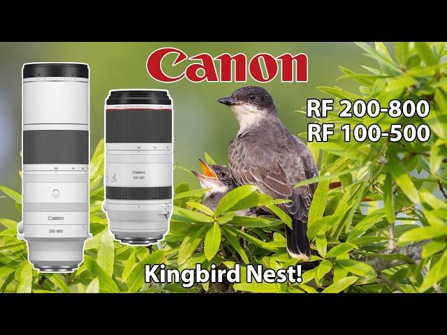 Canon RF 200-800 Kingbird Photography RF 100-500 R7 R6 Mark II