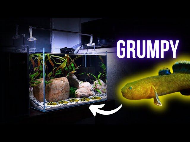 The GRUMPY CHRONICLES of BABY DESERT GOBIES | EP2 DESERT GOBY AQUARIUM