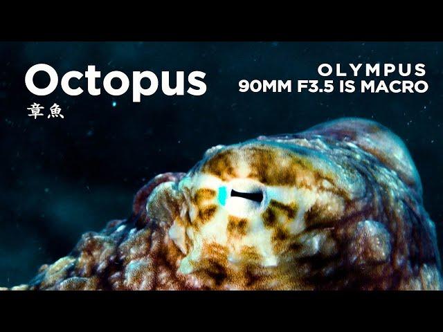 Octopus 章魚/Olympus 90mm F3.5 Macro + OM1 Underwater