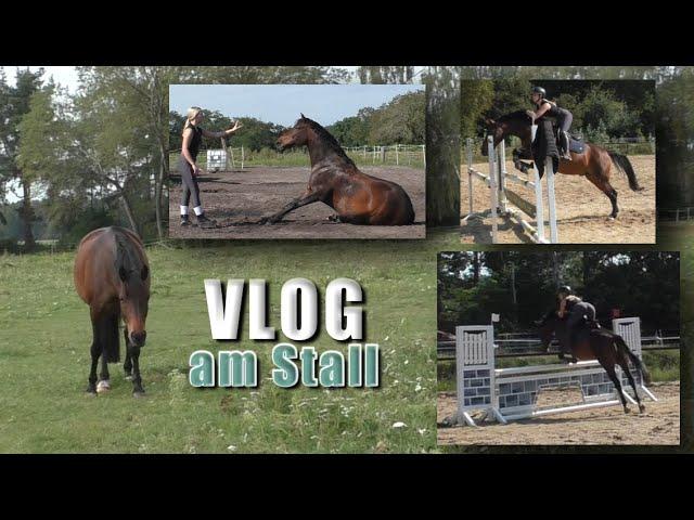 Vlog am Stall - FMA | Springstunde