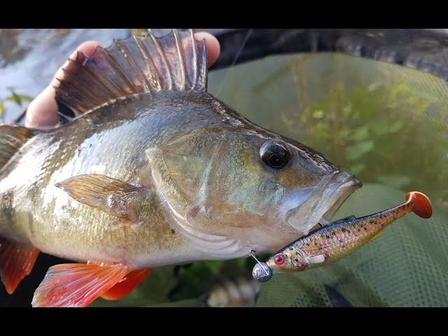 UL River Jigging! Those Pesky Pike Couldn't Resist!