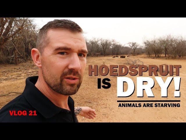 Hoedspruit is dry! | Animals are starving | Dutch guy living in South Africa - v21