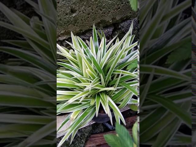 Ribbonplant Spider-ivy Spiderplant Spider plant Spider-plant Hen-and-chickens #houseplants