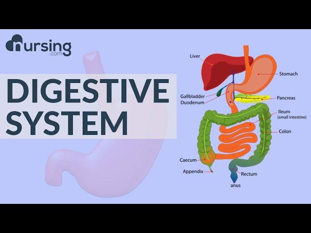 Digestive system structure & function (Nursing School Lessons)