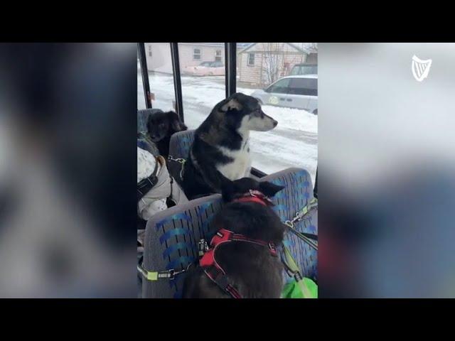 Exclusive bus for dogs goes viral on TikTok