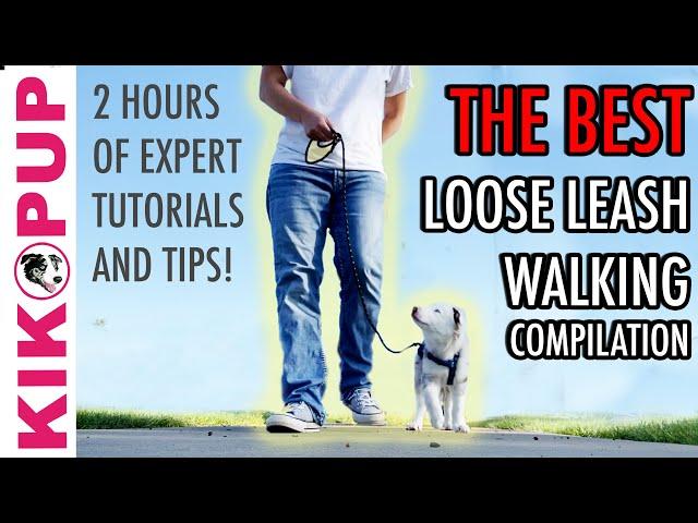 The ABSOLUTE BEST compilation of LOOSE LEASH WALKING TUTORIALS