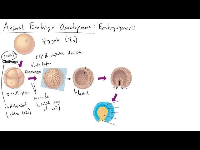 Embryogenesis