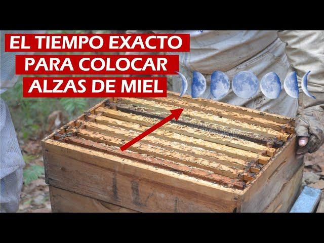 LA MEJOR EPOCA PARA COLOCAR ALZAS MELARIAS Y COSECHAR MUCHA MIEL | APICULTURA