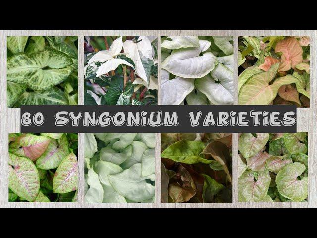 80 Syngonium/Arrowhead Plant Varieties With Names