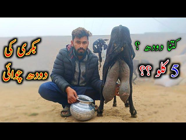 Goat Milking By Hand In Village || Best Milking Goats Bread In Pakistan