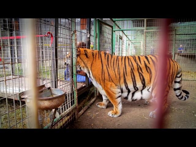 Removed: The story of captive tigers Java, Bali, and Titan