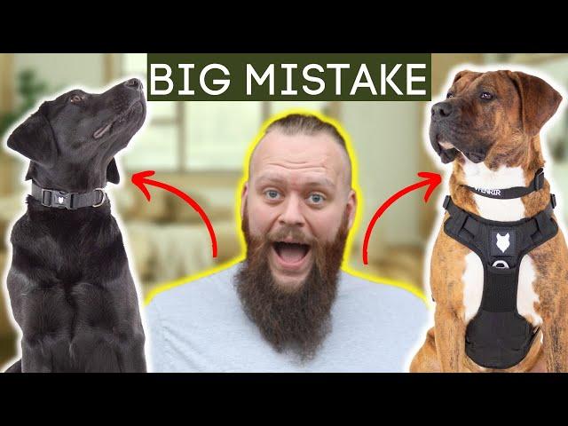 Dog Training Mistakes In 'Teenage Phase'