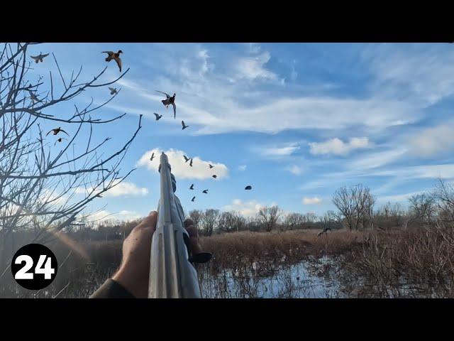 Late Season Mallard Flocks Decoy Perfectly!