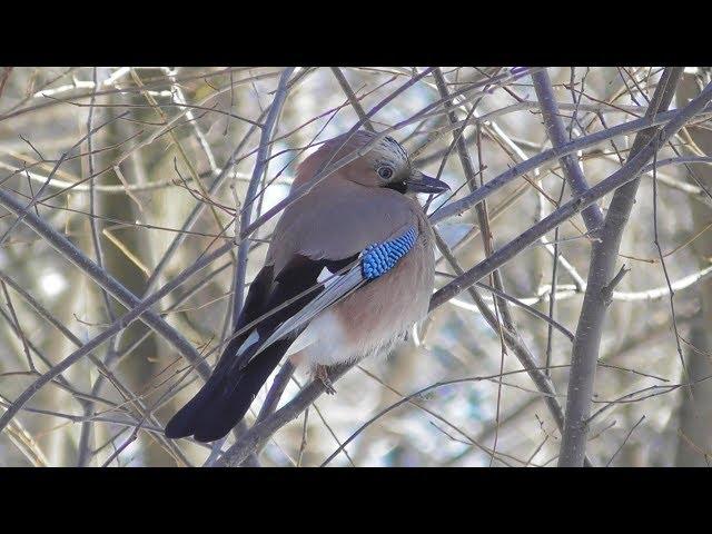 Сойка имитирует смех ребёнка. ( Garrulus glandarius )