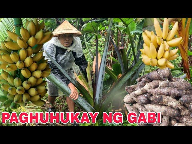 Gabi ang Daming Laman sa Ilalim...Mga saging nahinog na sa Puno....Harvest time