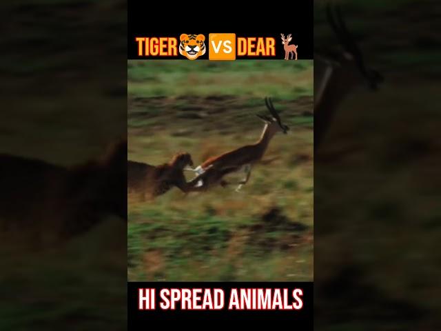 Fastest Animals in the world #trending #animals #tiger #dear #shorts