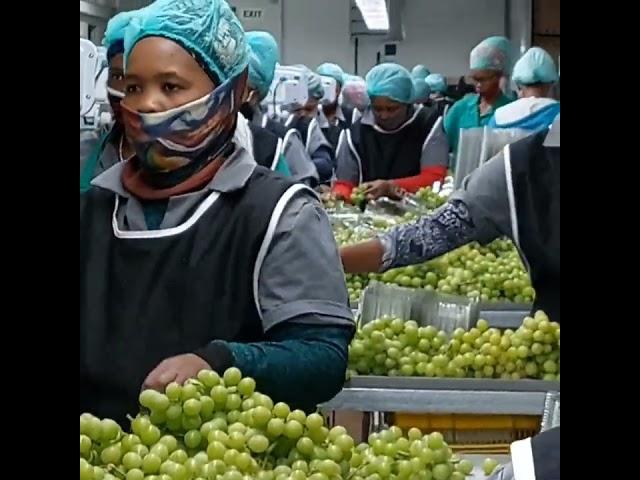 Harvest time in the Hex River Valley