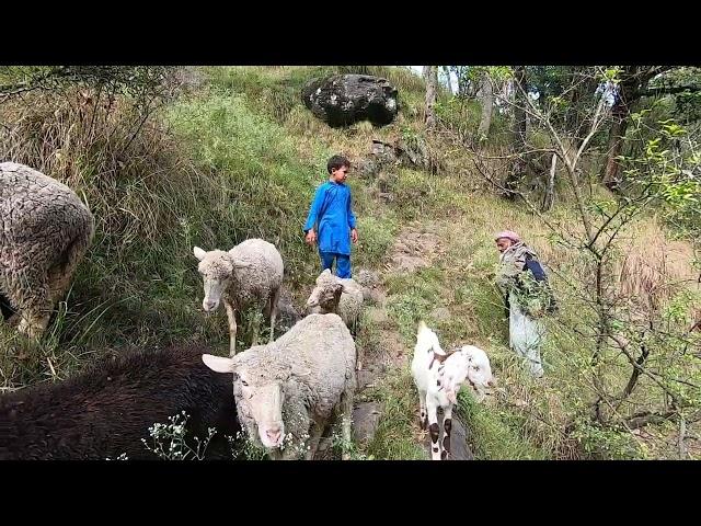 The sheep herding lifestyle of the village people